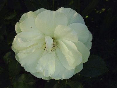 Rosa_Unbekannte_weisse_1.jpg