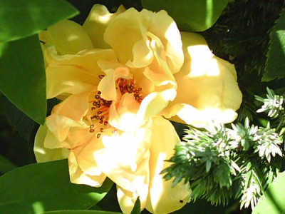 Rosa_Kletterrose_gelb_2.jpg