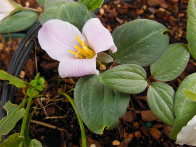 T._nivale_rosea_PZ.jpg