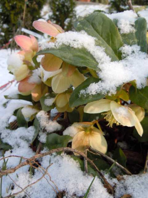 karfreitagsschnee_29.03.13_012.JPG