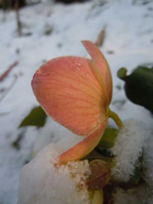 karfreitagsschnee_29.03.13_013.JPG