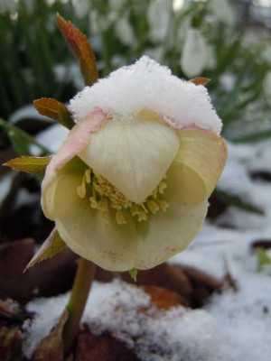 karfreitagsschnee_29.03.13_007.JPG