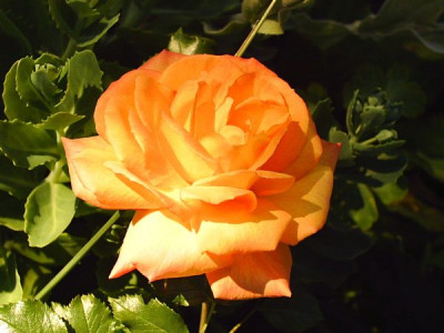Rosa_Sahara_3.jpg