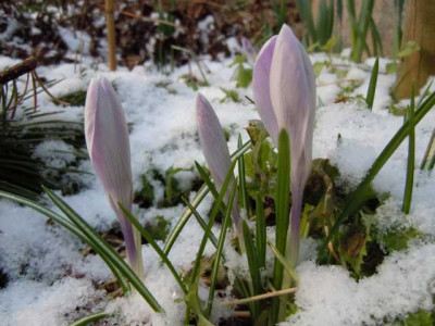 karfreitagsschnee_29.03.13_003.JPG