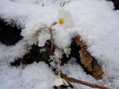 karfreitagsschnee_29.03.13_016.JPG