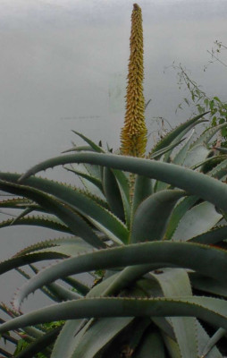 aloe.jpg