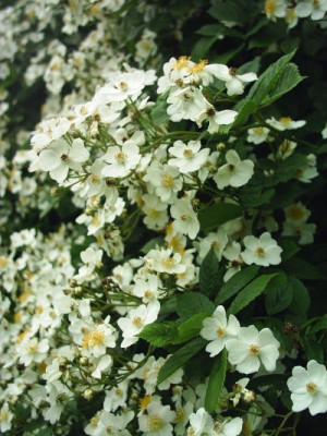 Rosa_multiflora_1.jpg