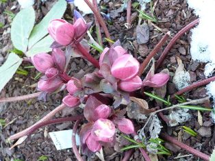 Helleborus_-_ballardie_v._mike_b.-------------.JPG
