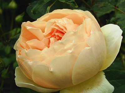 Rosa_Jude_The_Obscure_3.jpg