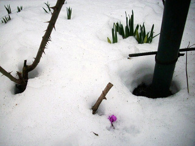 13_cyclamen.jpg