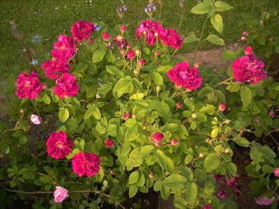 Red_Damask.JPG