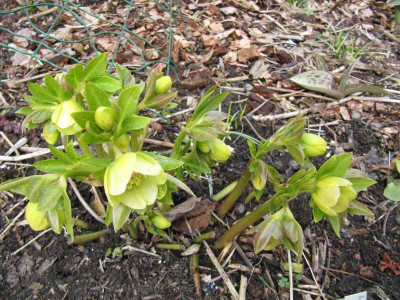 Helleborus_gelbgrun_130331.jpg
