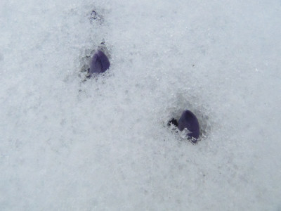 Tommasianus_im_Schnee.jpg