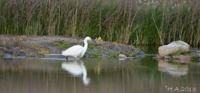 Egretta_garzetta_2_2013-03.jpg