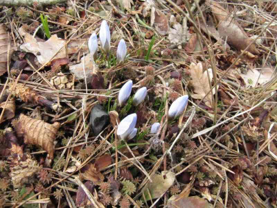Nach_dem_Winter_130331.jpg