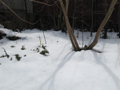 Hepatica_unterm_Schnee.jpg