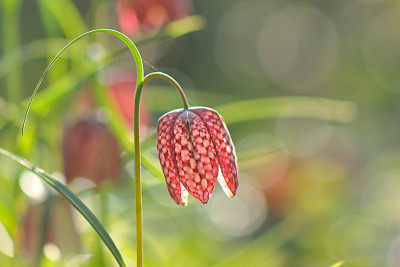 Fritillaria-Apr1810.jpg