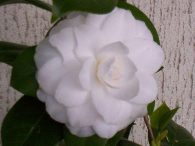 103_5907weie_Mrs.Thingley-.jpg
