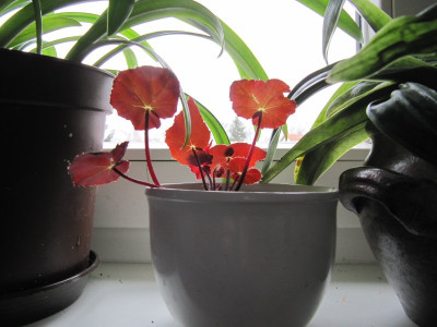 Begonia_bowerae_Rubra_130401.jpg