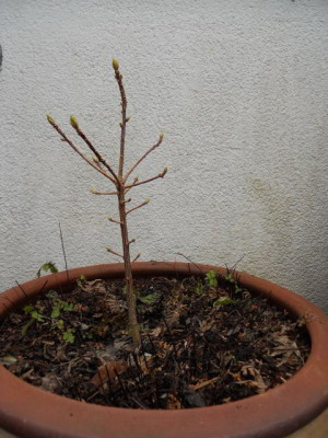 D._giraldii02.jpg