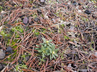 D.cneorum_pygmea_Alba02.jpg