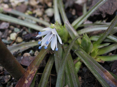 Ypsilandra_cavaleriei__...___1.4.13._061.jpg