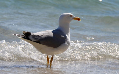 Larus_michahellis__2_13-04-01.jpg