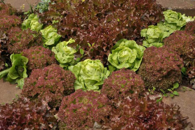 Schlicht_und_einfach_-_Salat.jpg