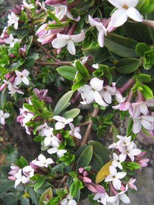 Daphne_retusa_2.jpg