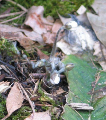 Hep-wei-ax1.jpg