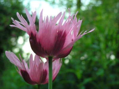 Schlafmohn_21_06_05.jpg
