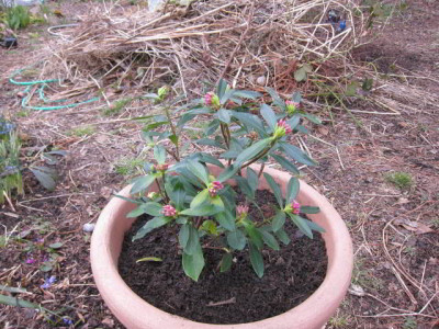 D.odora01.jpg