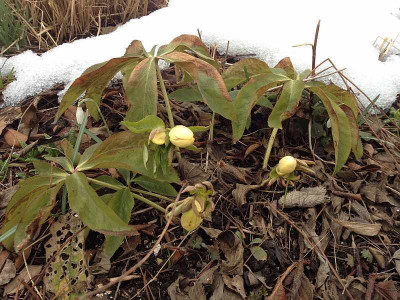 helleborus_20130401_zg0.jpg