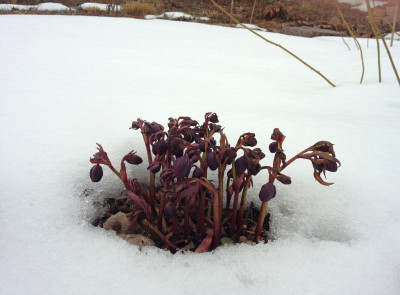 helleborus_20130401_zg1.jpg