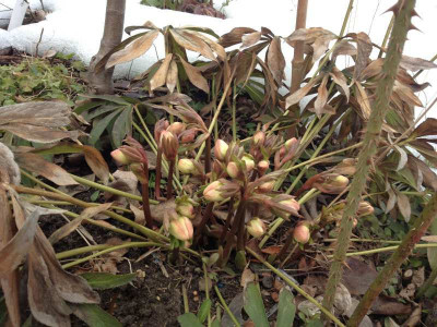 helleborus_20130401_zg3.jpg