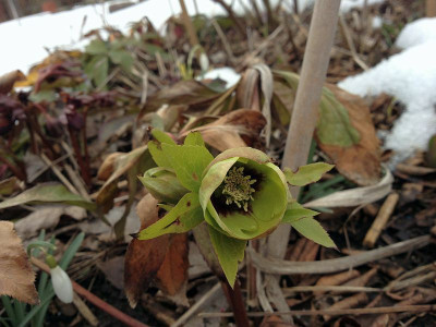 helleborus_20130401_zg4.jpg