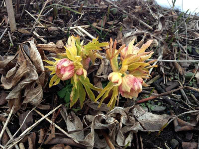 helleborus_20130401_zg5.jpg