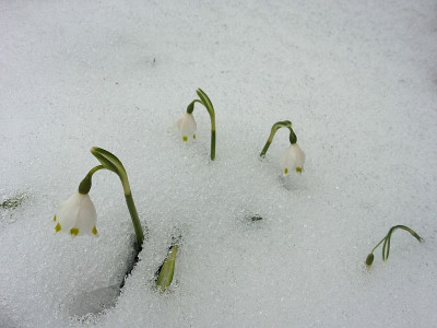 leucojum_20130401_zg.jpg