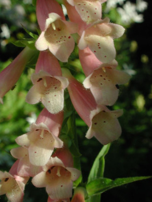 Digitalis_x_purpurascens.jpg