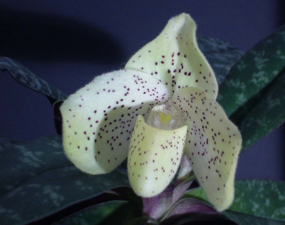 Paphiopedilum_x_wenshanense_A_1200x1200_80KB.jpg