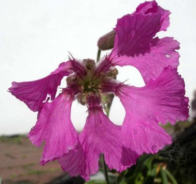 Silene_elisabethae_2005-06-21.JPG