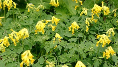 05290031_eCorydalis_lutea.JPG