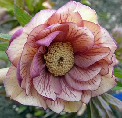 P1020138.JPG