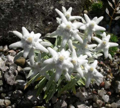 Leontopodium_alpinum_Stella_Bavariae_2005-06-21.JPG