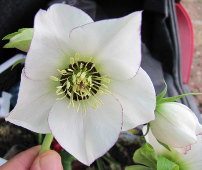 Helleborus_wei_130406.jpg