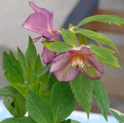 helleborus_2013-04-06_199k.jpg