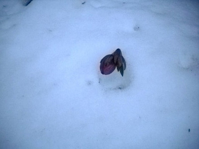 schneehelli_2.jpg