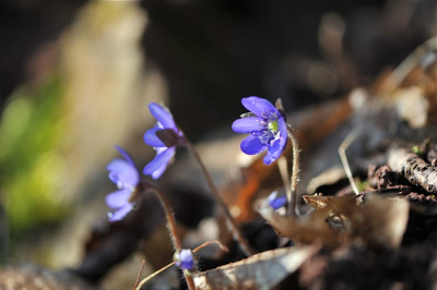 Hepatica_April.jpg