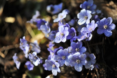 Hepatica_im_April.jpg