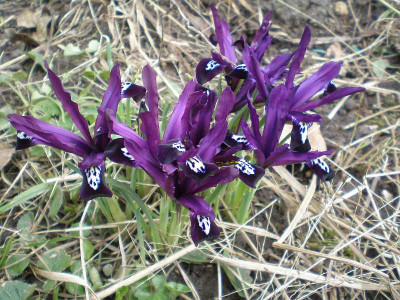 GP_Iris_ret._welche_Sorte_2013-04-06.jpg